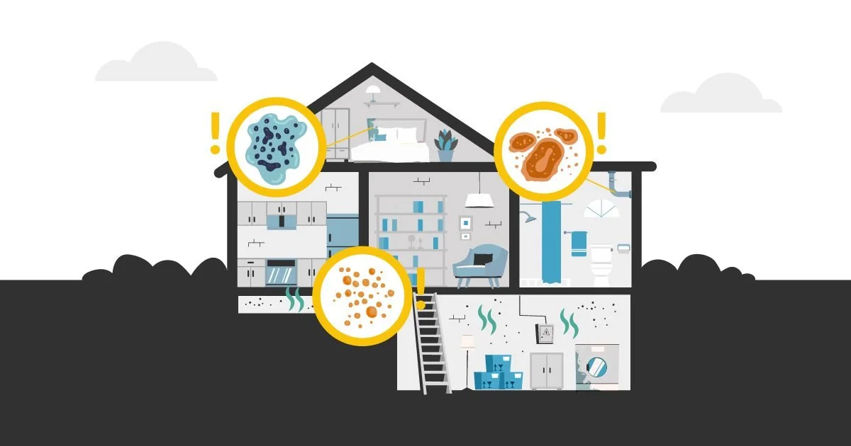 types-of-dangerous-mold-in-the-home-feature2-groundworks